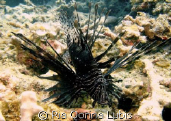 Black Lionfish by Ria Qorina Lubis 